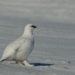 Rodolfo Bonino - Norvegia - Svalbard